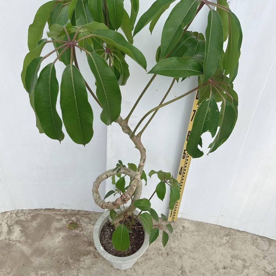 ［現品］3番　ツピタンサス　曲がり　8号　観葉植物　室内　大型　おしゃれ 現品］3番 ツピタンサス 曲がり 8号 観葉植物 室内 大型